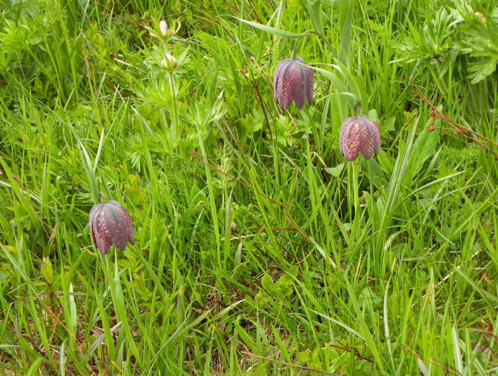 Fritillaria tubiformis